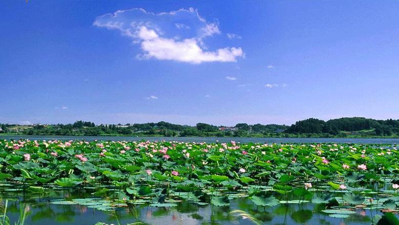 台儿庄运河湿地公园